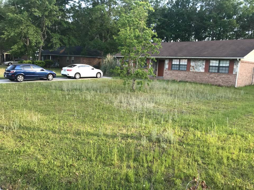 Lawn before mowing service